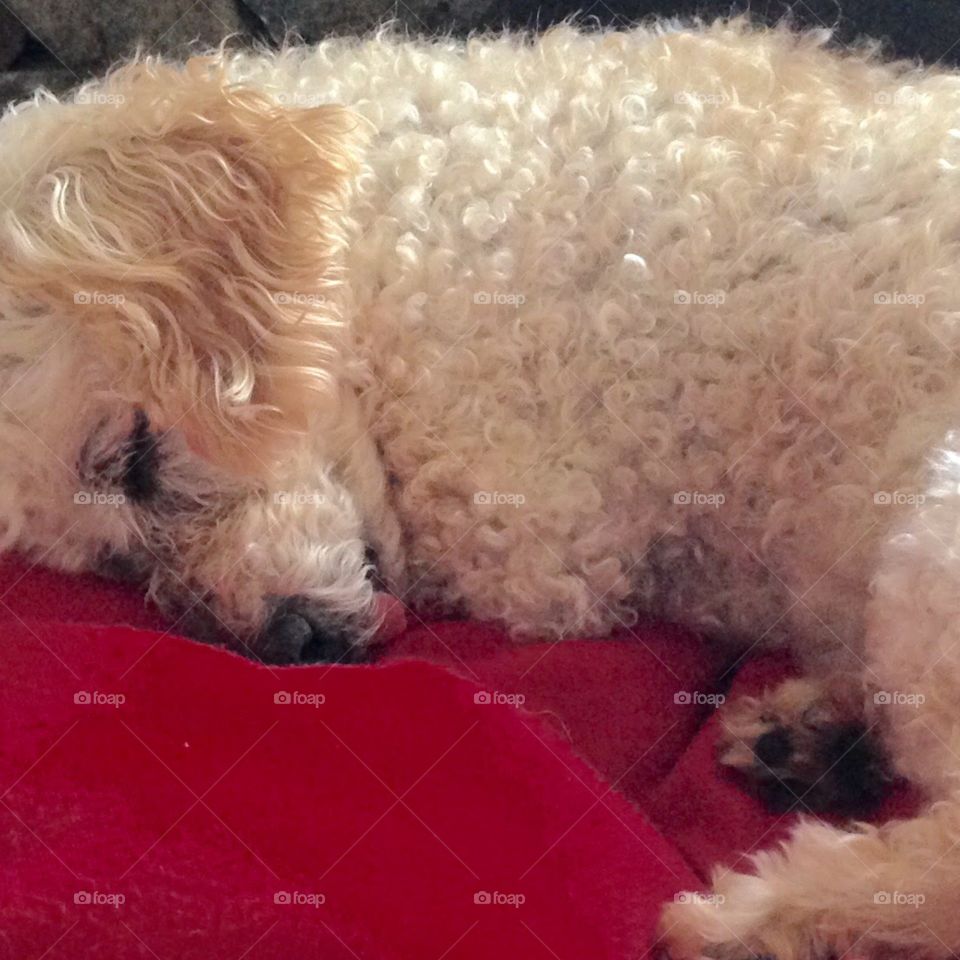 Dogs of the USA! Sleeping dog!