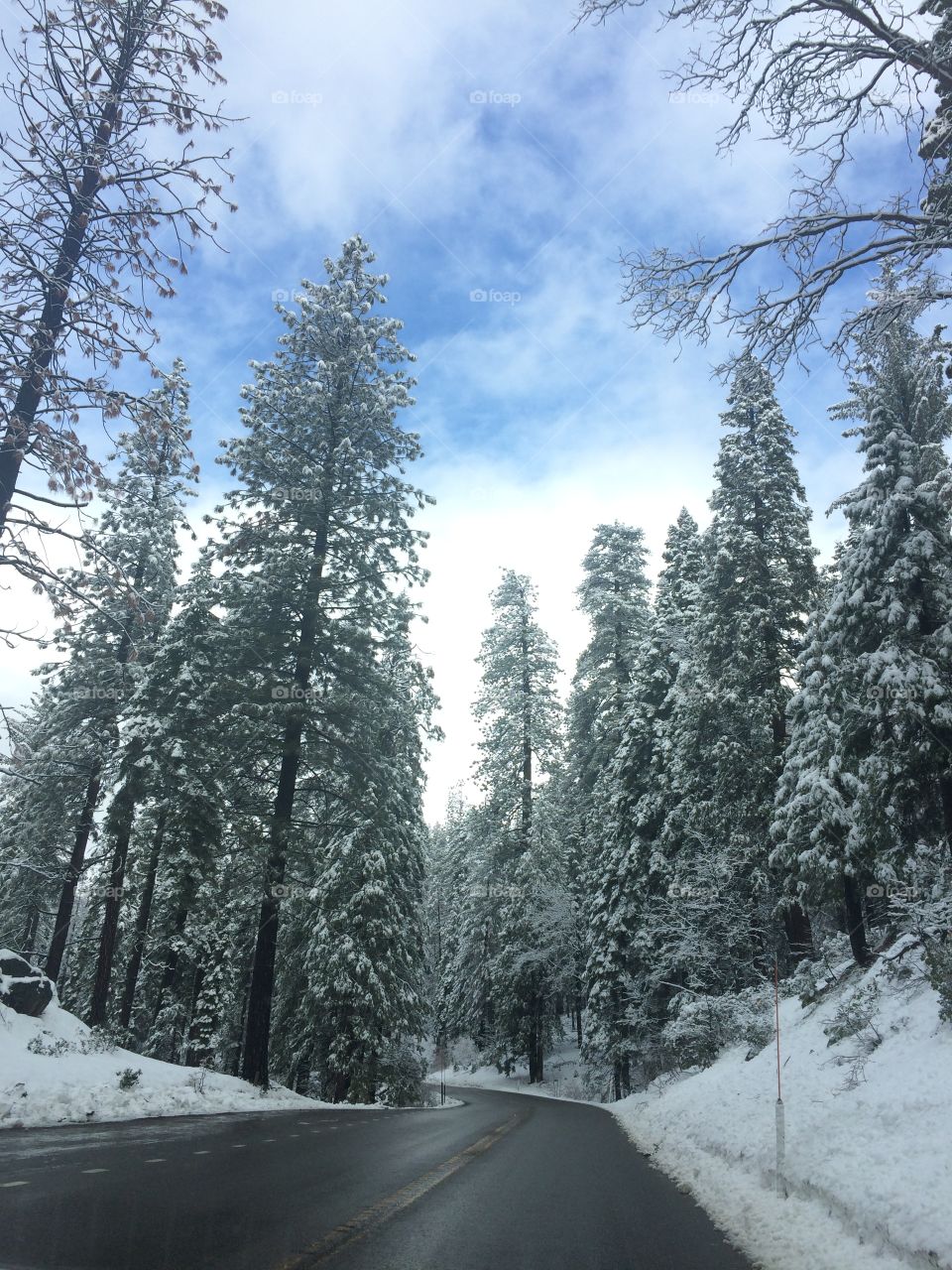 Trees covered by snow surrounding the road