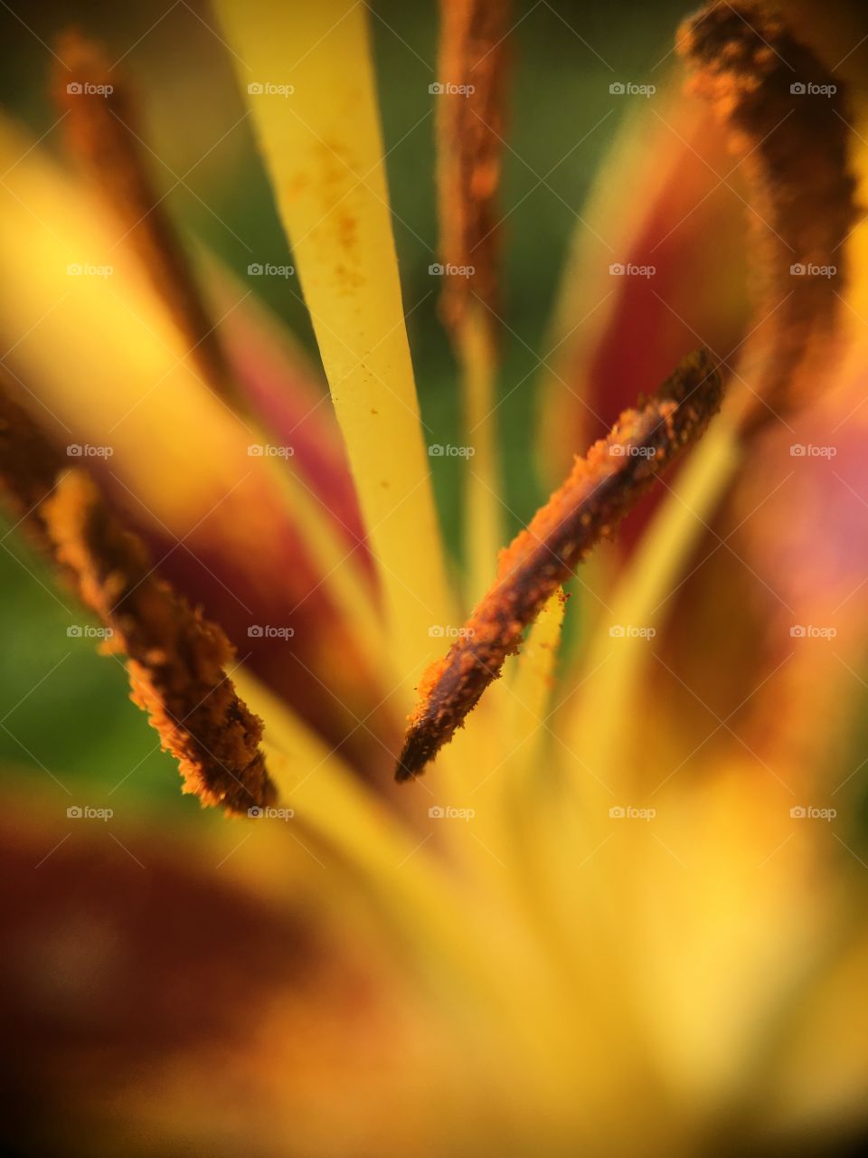 Lily stamen closeup