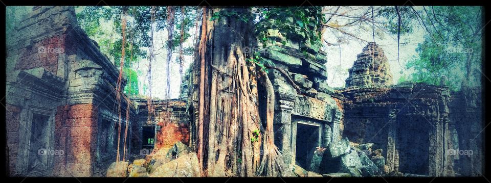 Siem Reap - the temples are awesome and so are the ancient trees