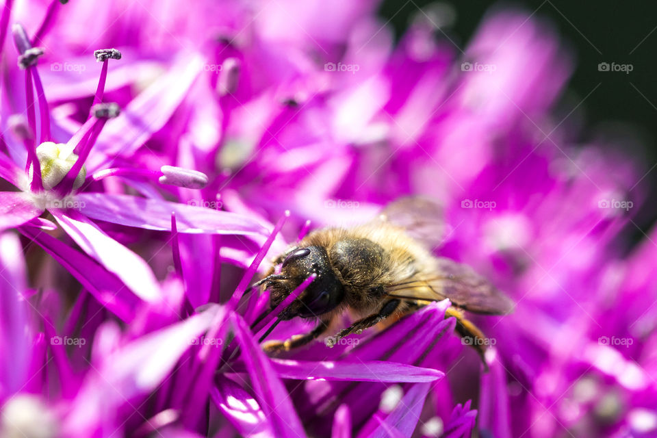A macro portrait of a bee crawling through the small thin and long petals of a pink flower.