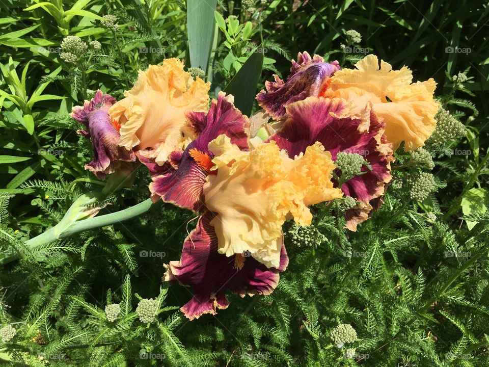 Heavy irises