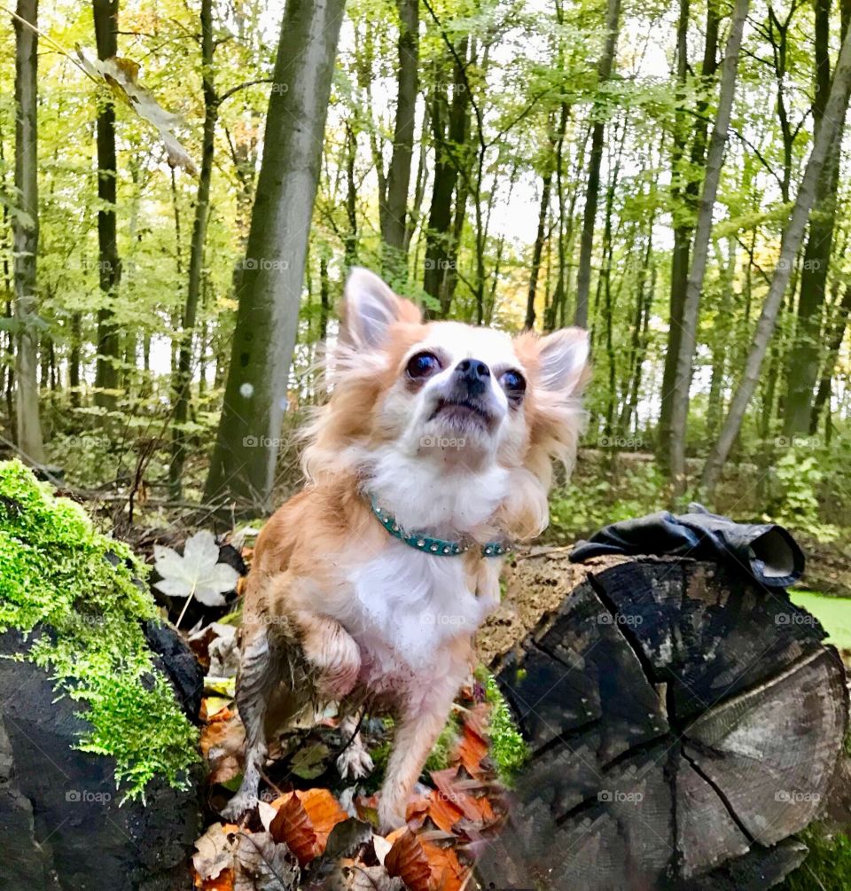 Chihuahua in the park