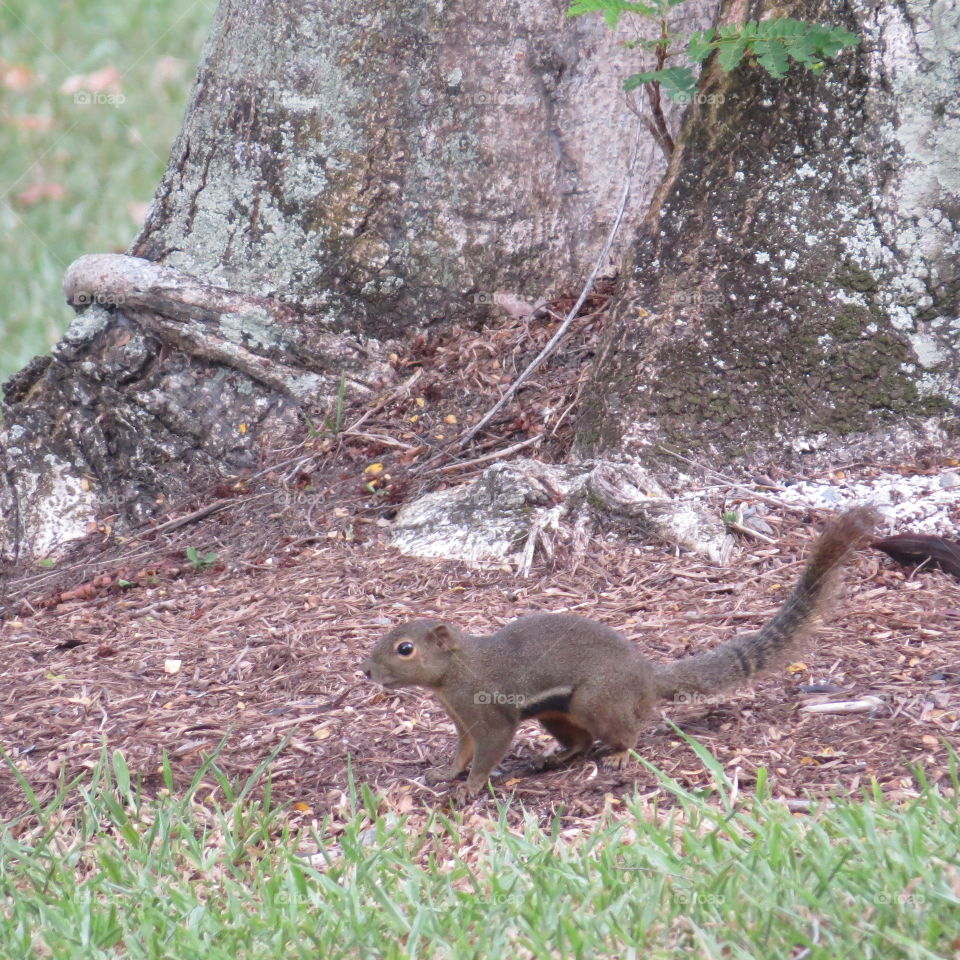 Squirrel in the forest. A squirrel running about on the forest floor
