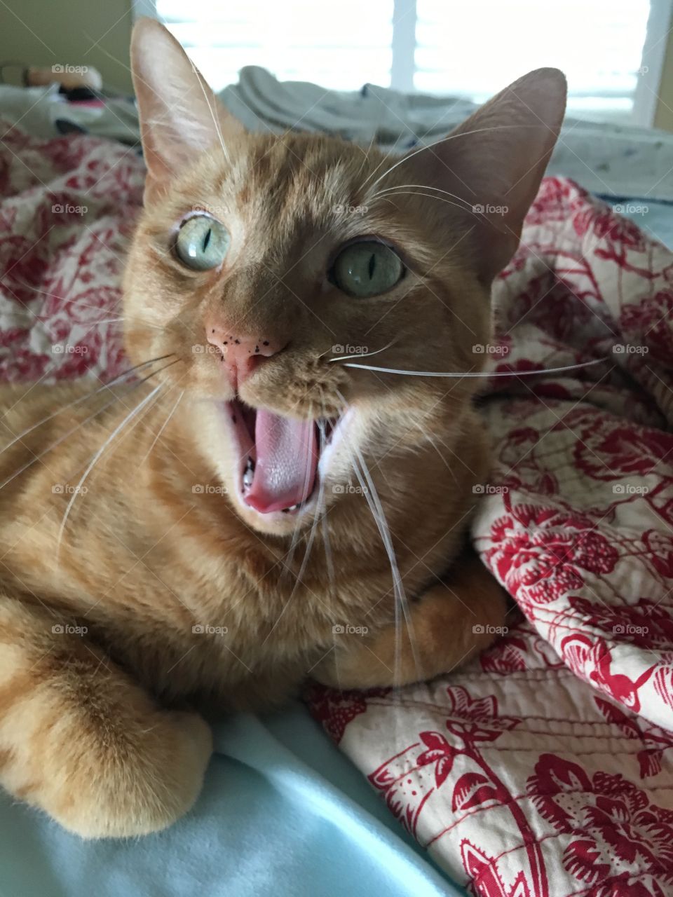 Ginger kitty happy and smiling 