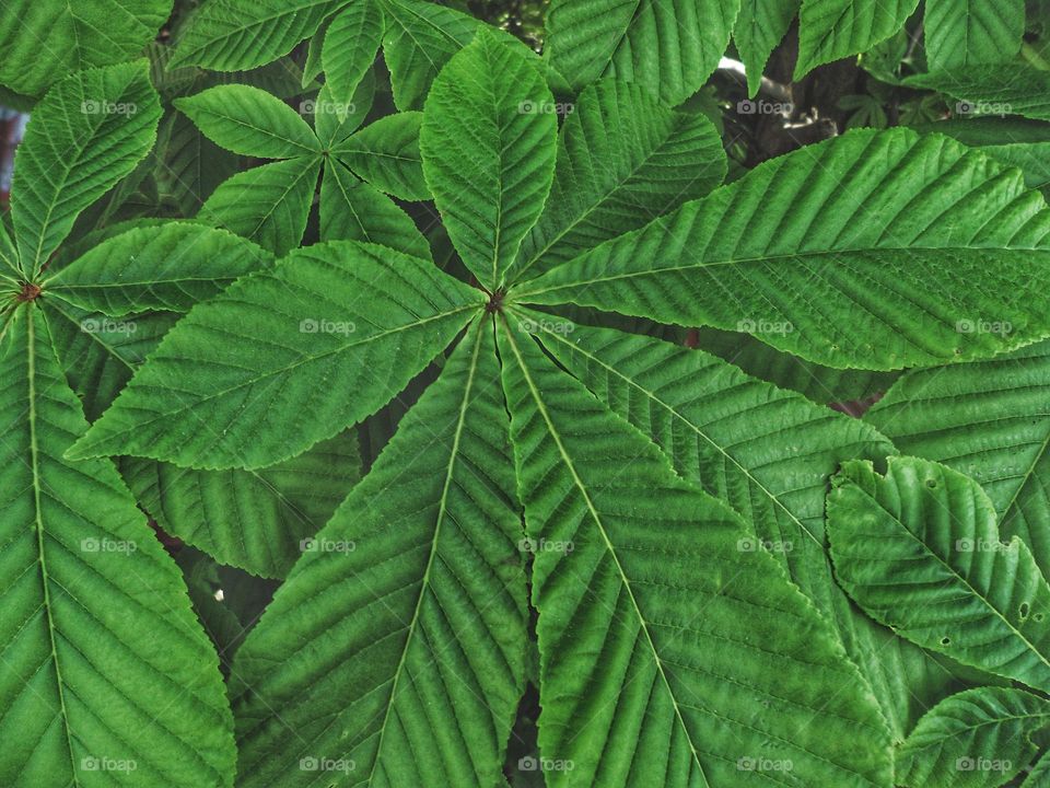 green chestnut leaves