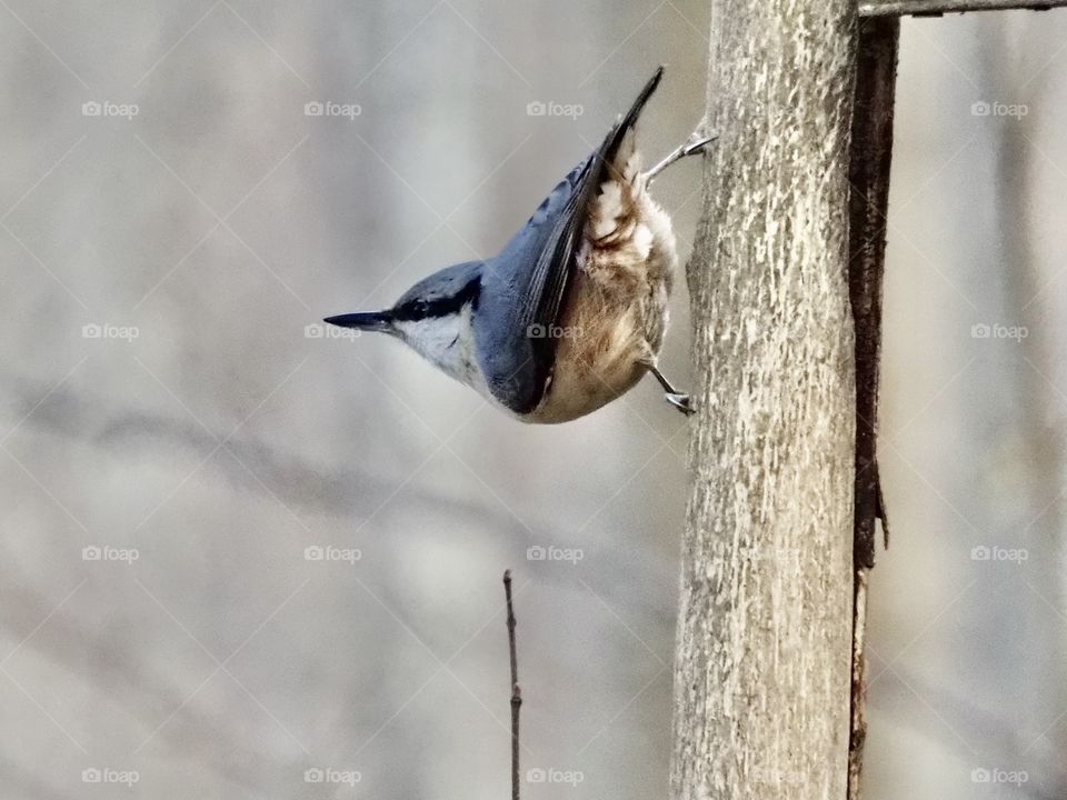 Nuthatch