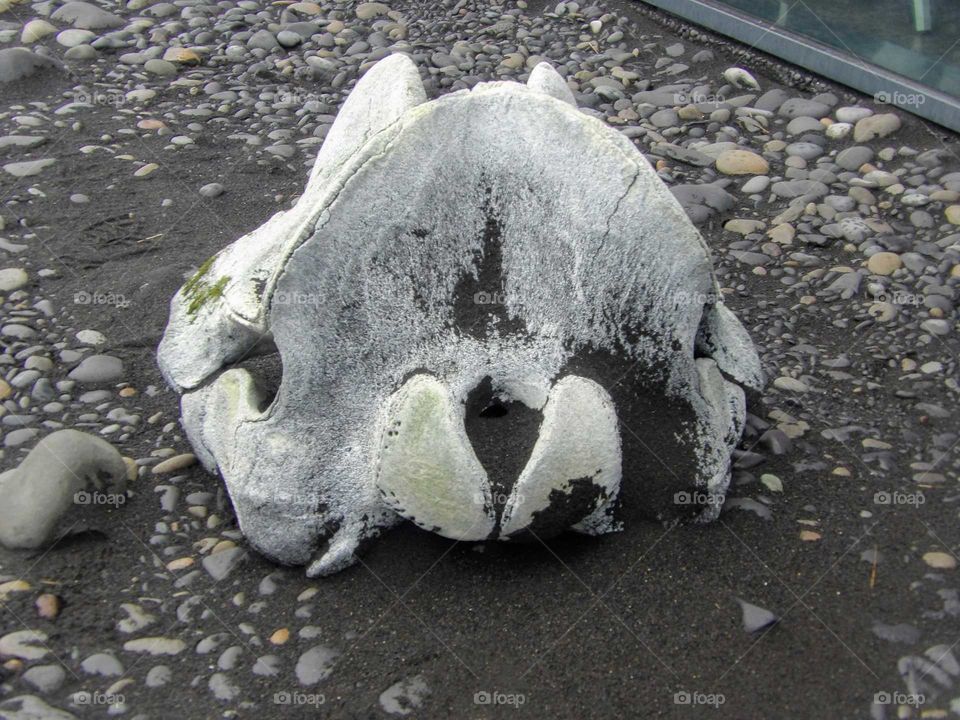 Whale vertebrae