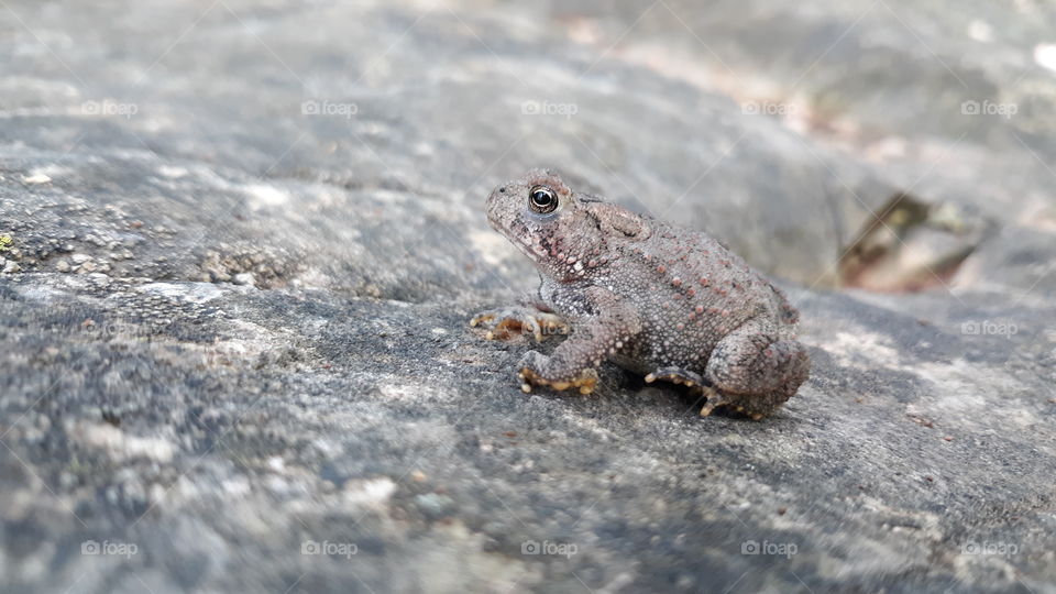 tiny woodland toad