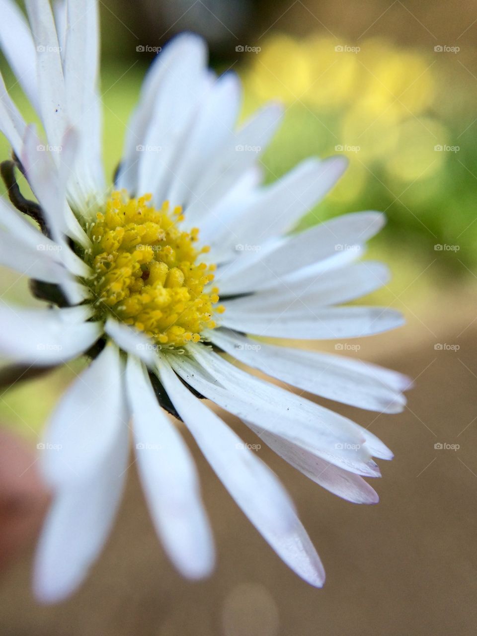 Close-up of daisy