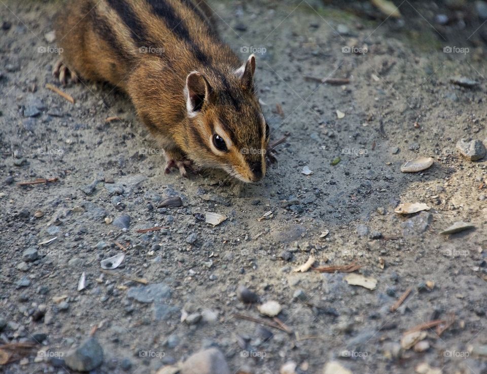 Chipmunk