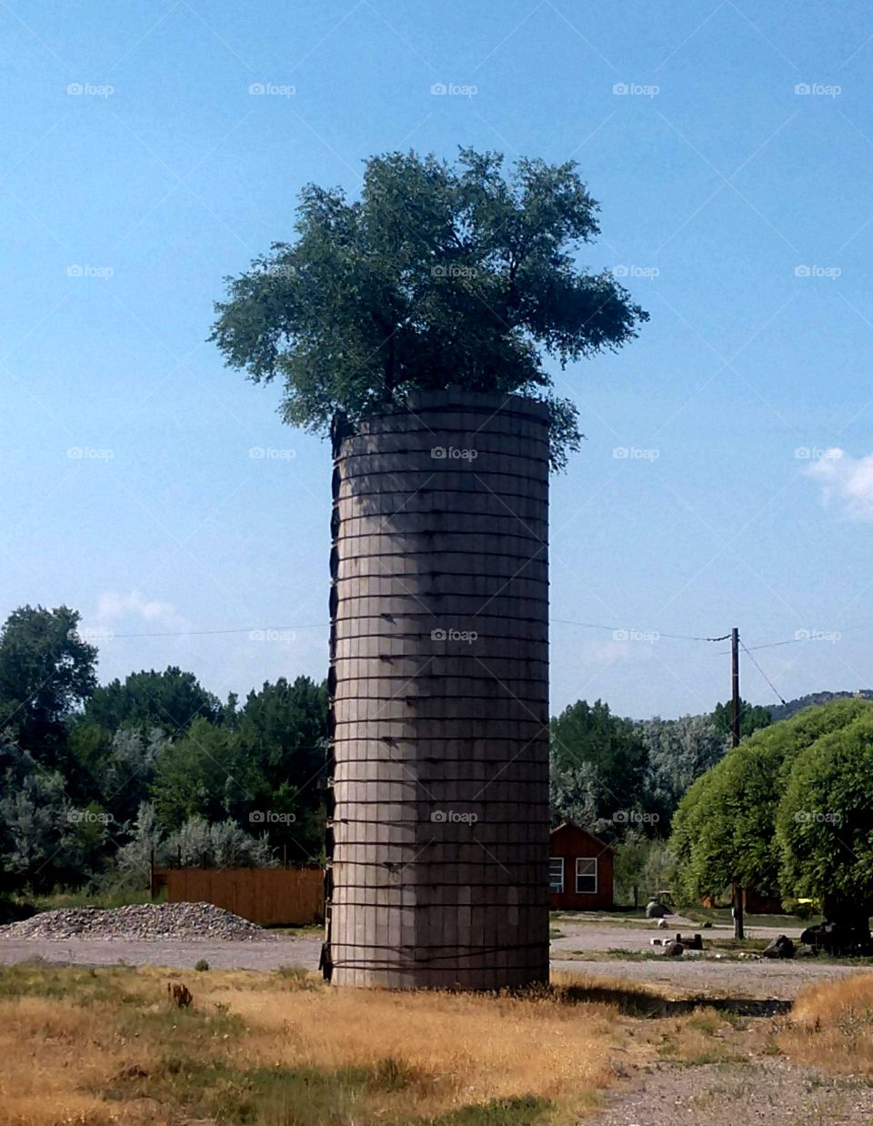 Tree growing in silo