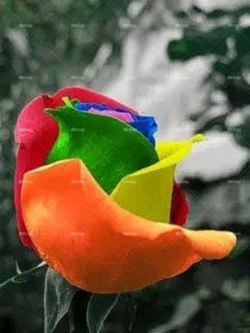 most beautiful and attractive flowers in the garden.