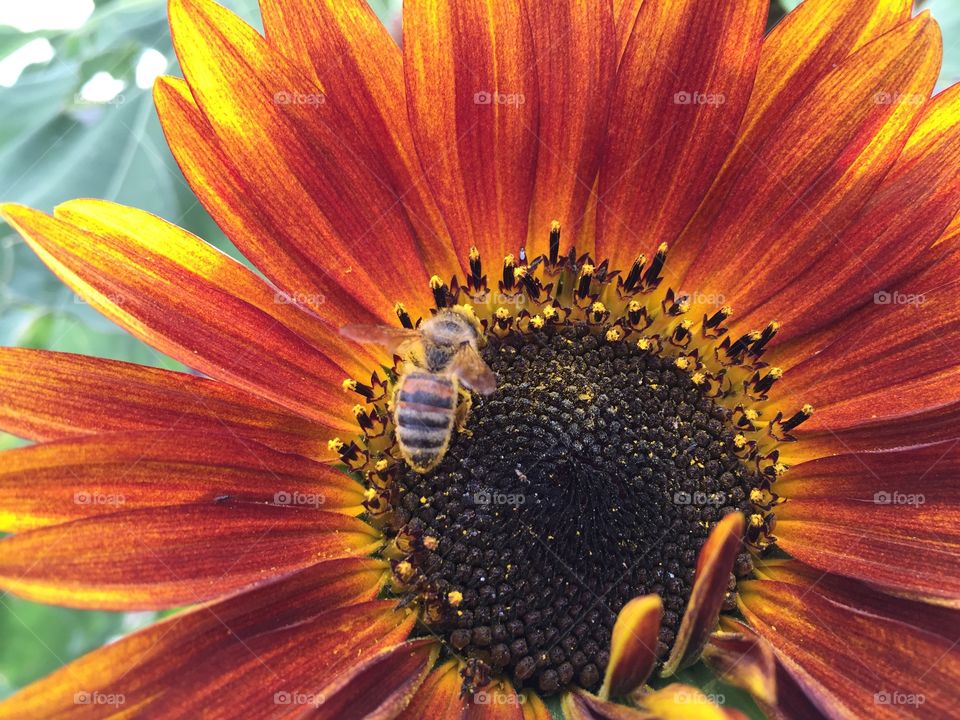 Sunflower Sweetness. Enjoying my sunflower garden in Casper, Wyoming and noticed a bee gathering some sweetness.