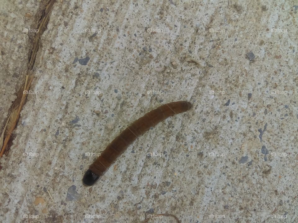 creepy worm