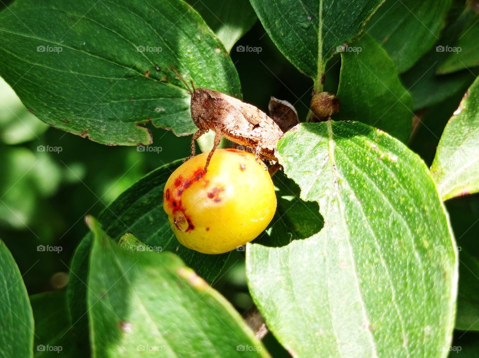 A grasshopper on a berry. Pezotettix giornae is a species of" short-haired grasshoppers " belonging to the subfamily Pezotettiginae.