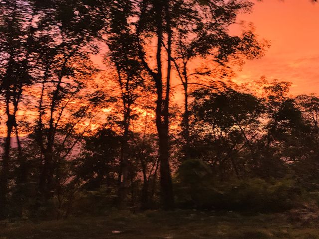 Jungle 