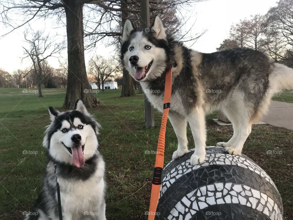 Happy huskies on an adventure