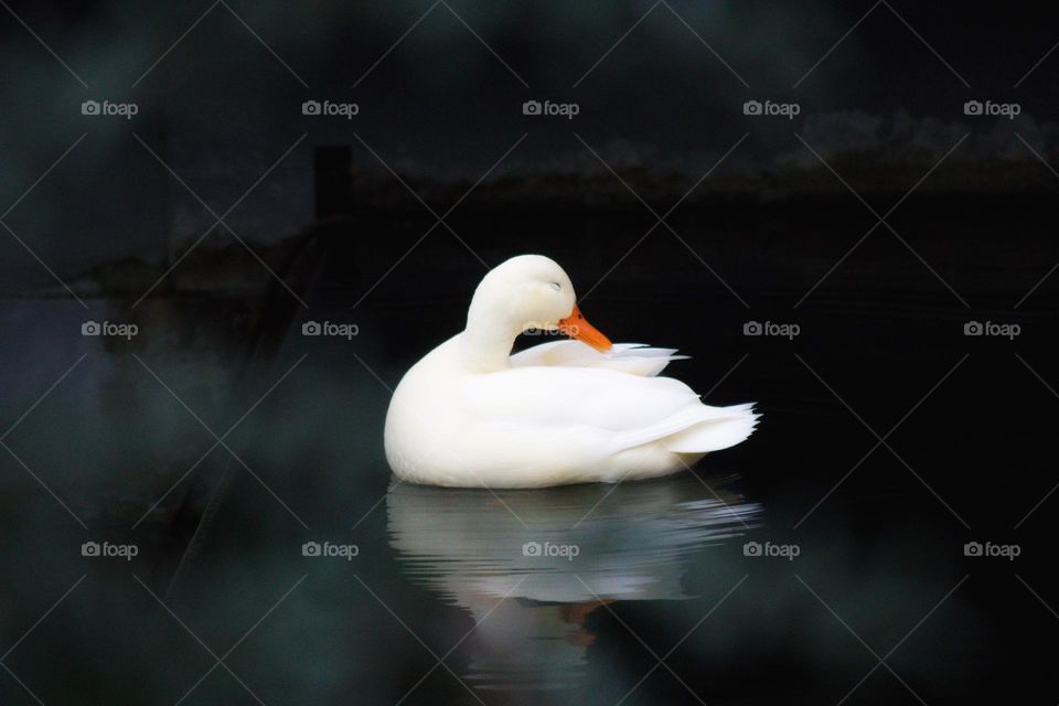 White duck looking backwards as if it’s smiling.