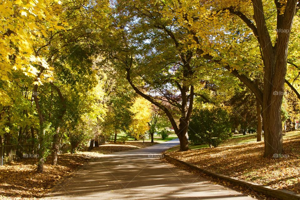 Road, Fall, Guidance, Tree, Leaf