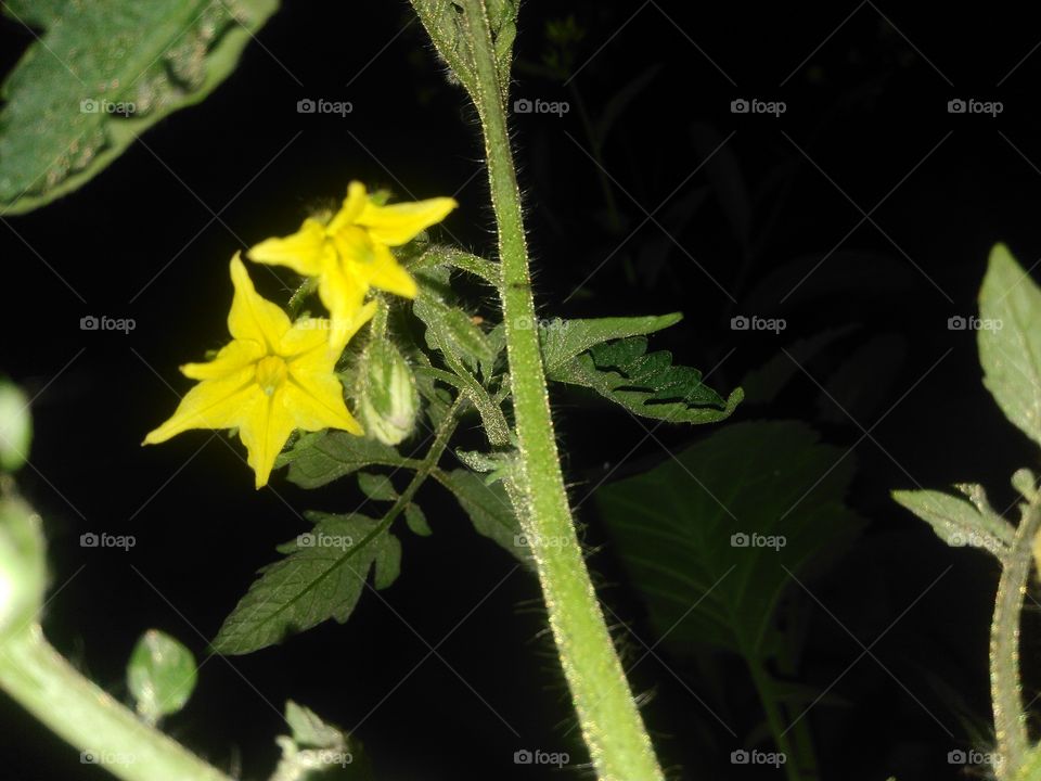 tomato plant's flower
yellow flowers