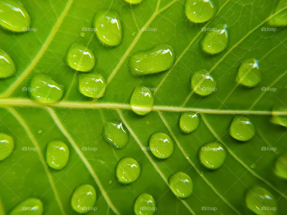 full frame shot of water drops on green bodhi leaves