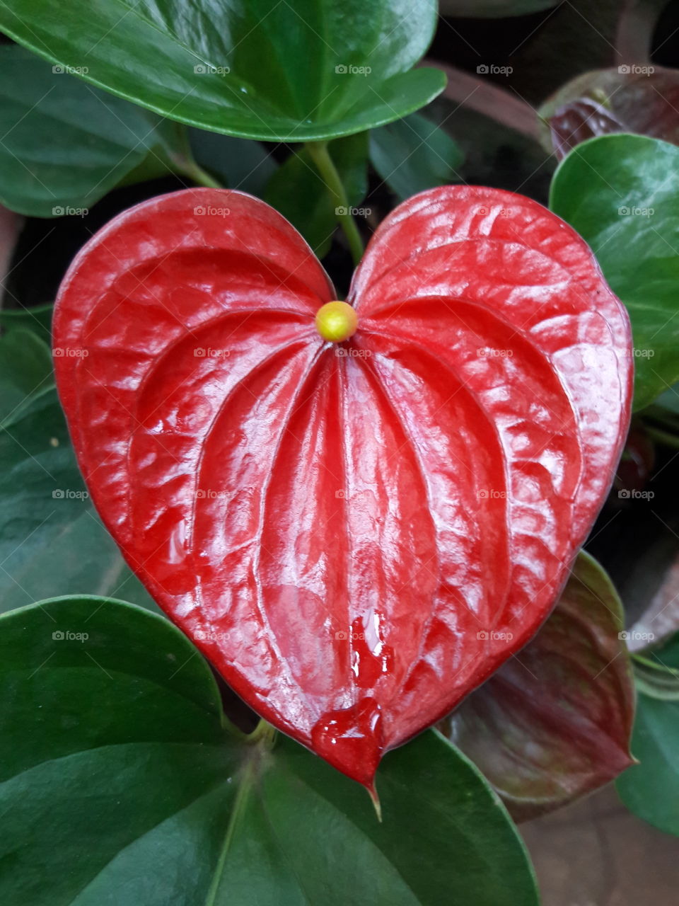 red heart Arthurian plant in bloom flower