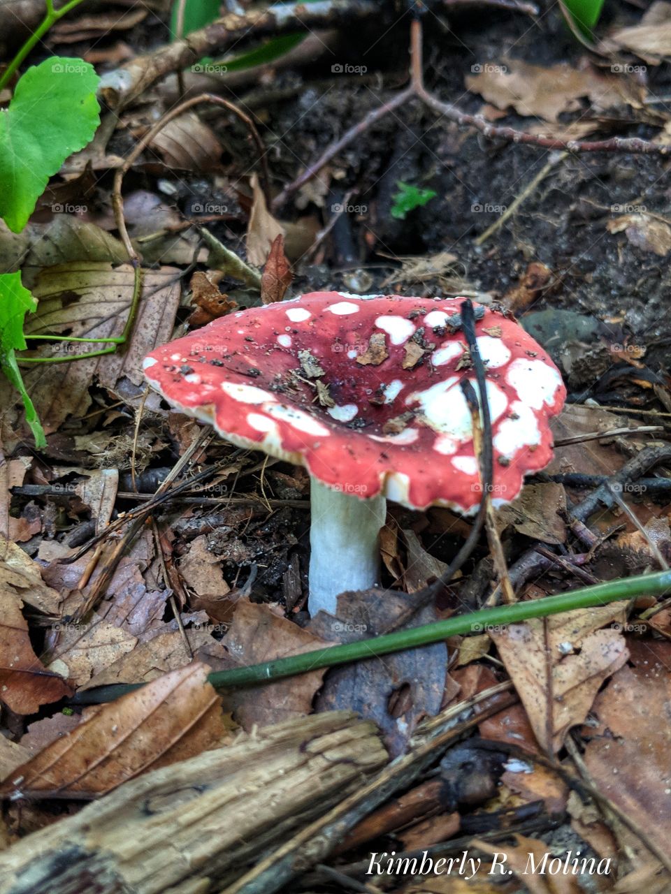 red and white cap mushroom