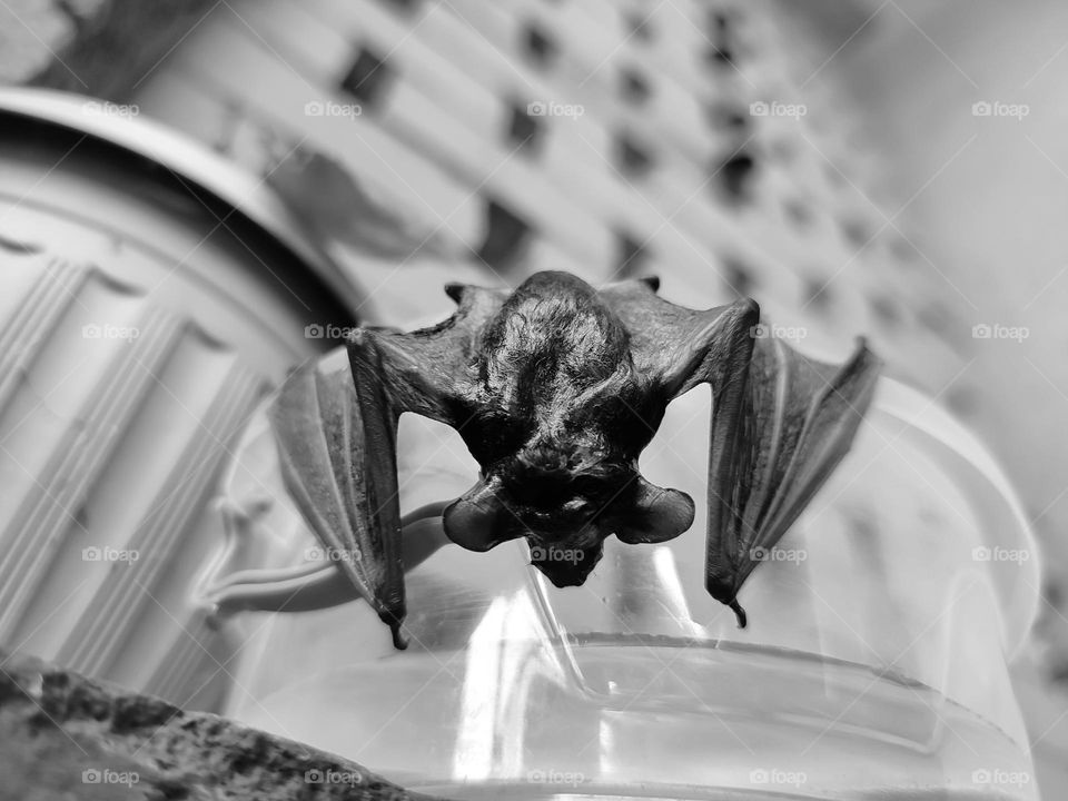 A wet bat, hanging