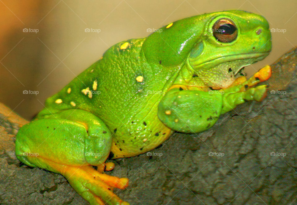 green zoo animals australia by kshapley