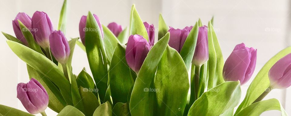 Purple tulips 