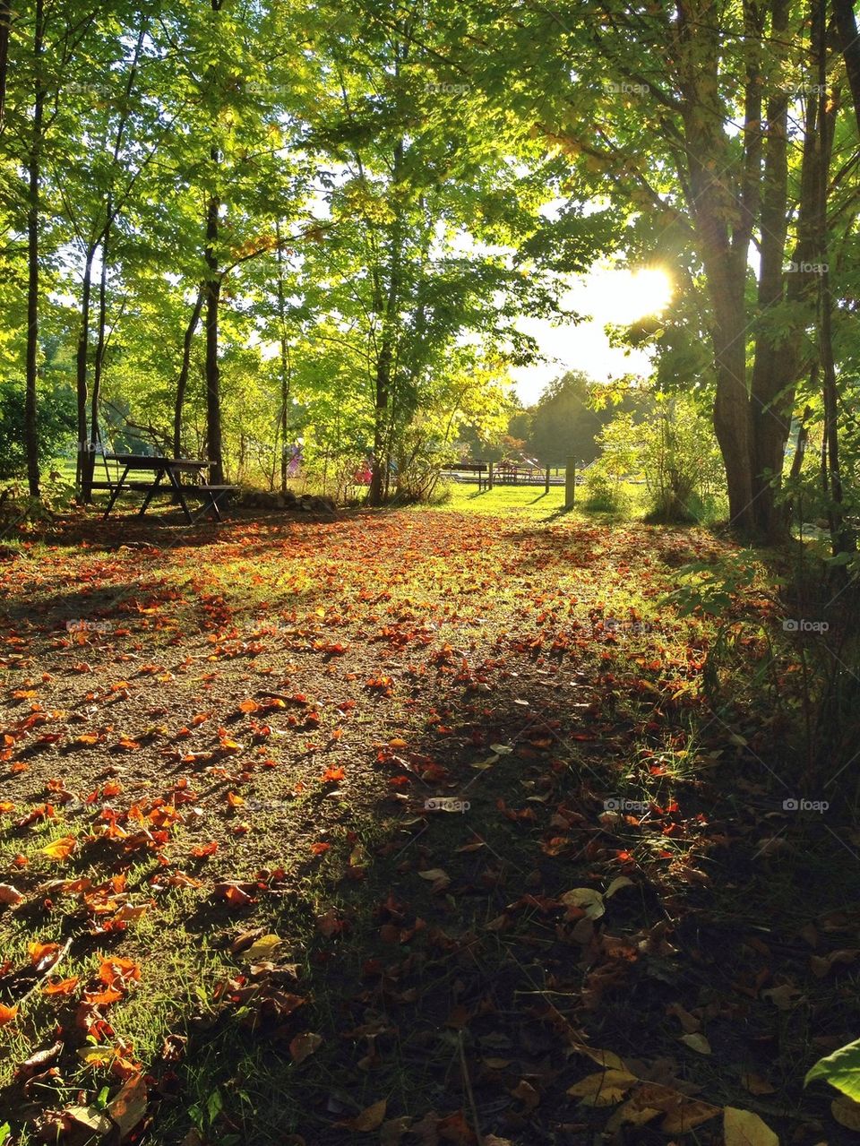 Fall sunset