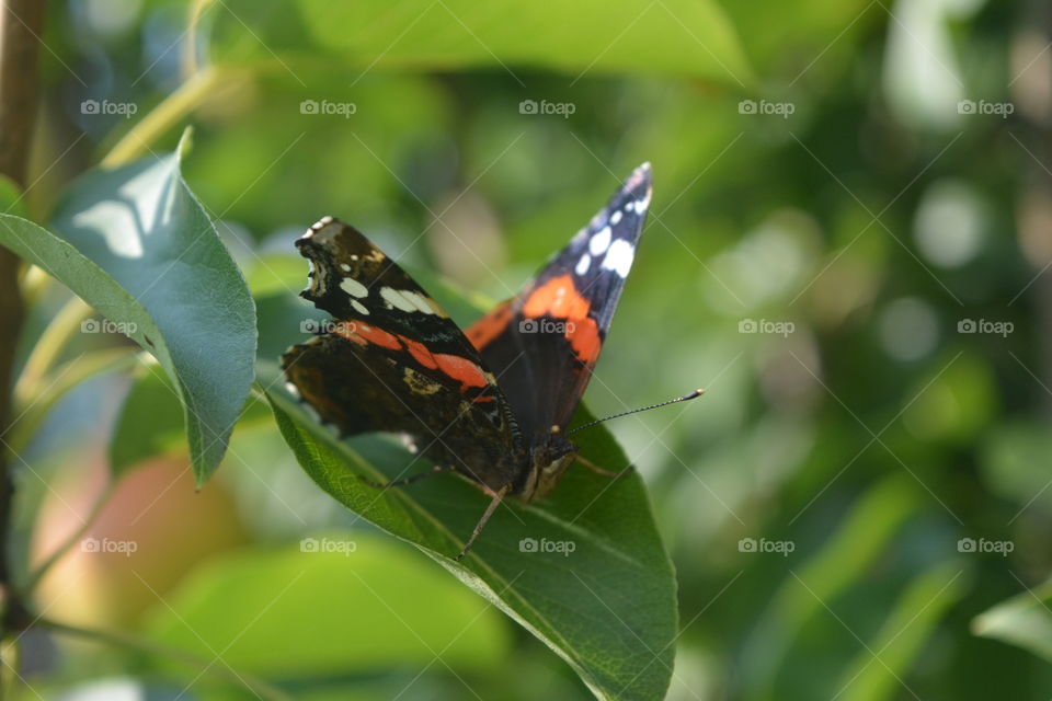 Butterfly, Insect, Nature, No Person, Outdoors
