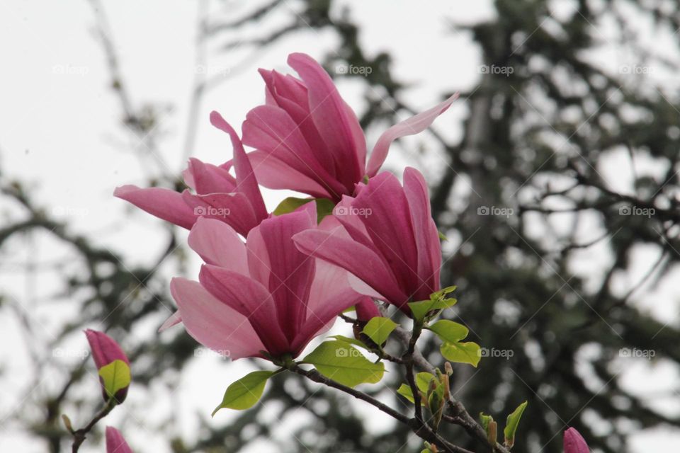 magnolia flowers