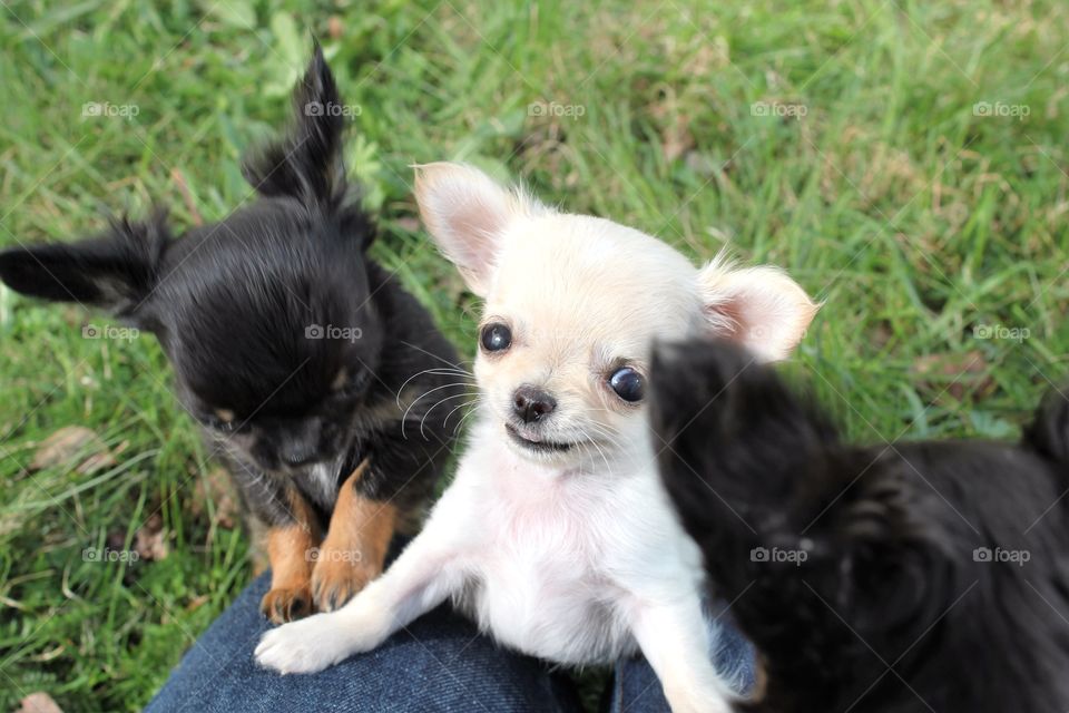 Kennel Small Hopes. 
Chihuahua. 
Narvik - Norway. 