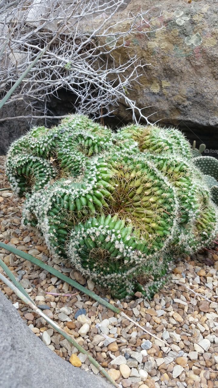 This is a crested cactus (Mammillaria matudae).