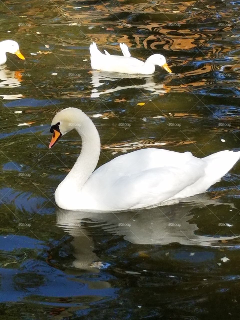 a swan and ducks in kuğlu park in Ankara Turkey