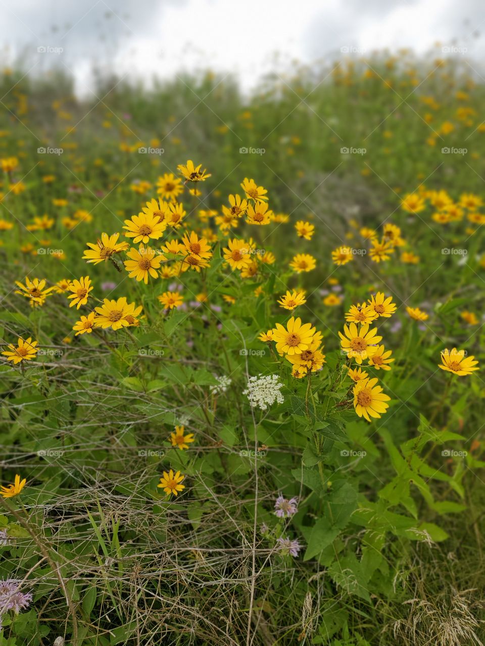 flowers