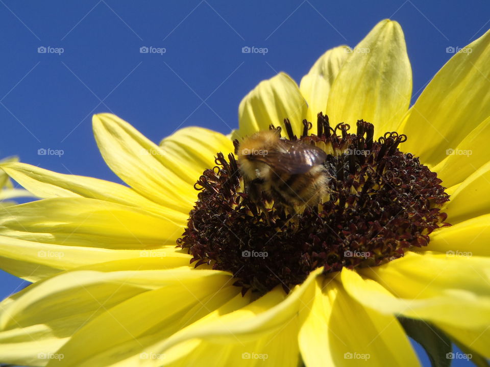 Same bee different angle 