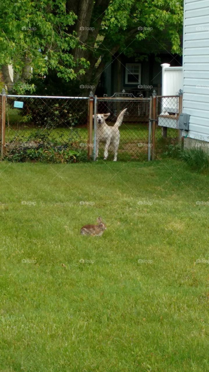 Dog sees bunny
