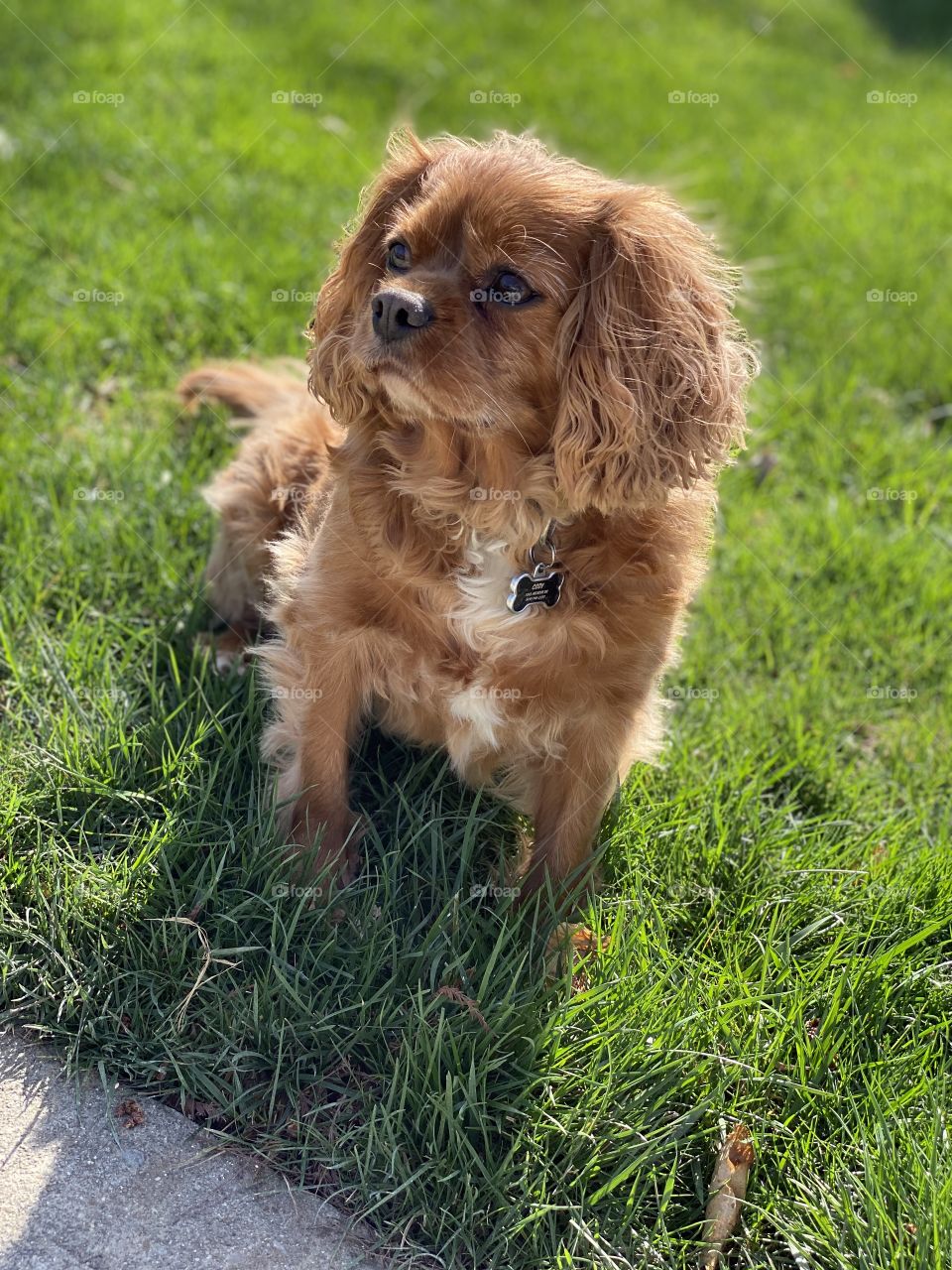 Ruby Cavalier King Charles Spaniel sitting in the sun 