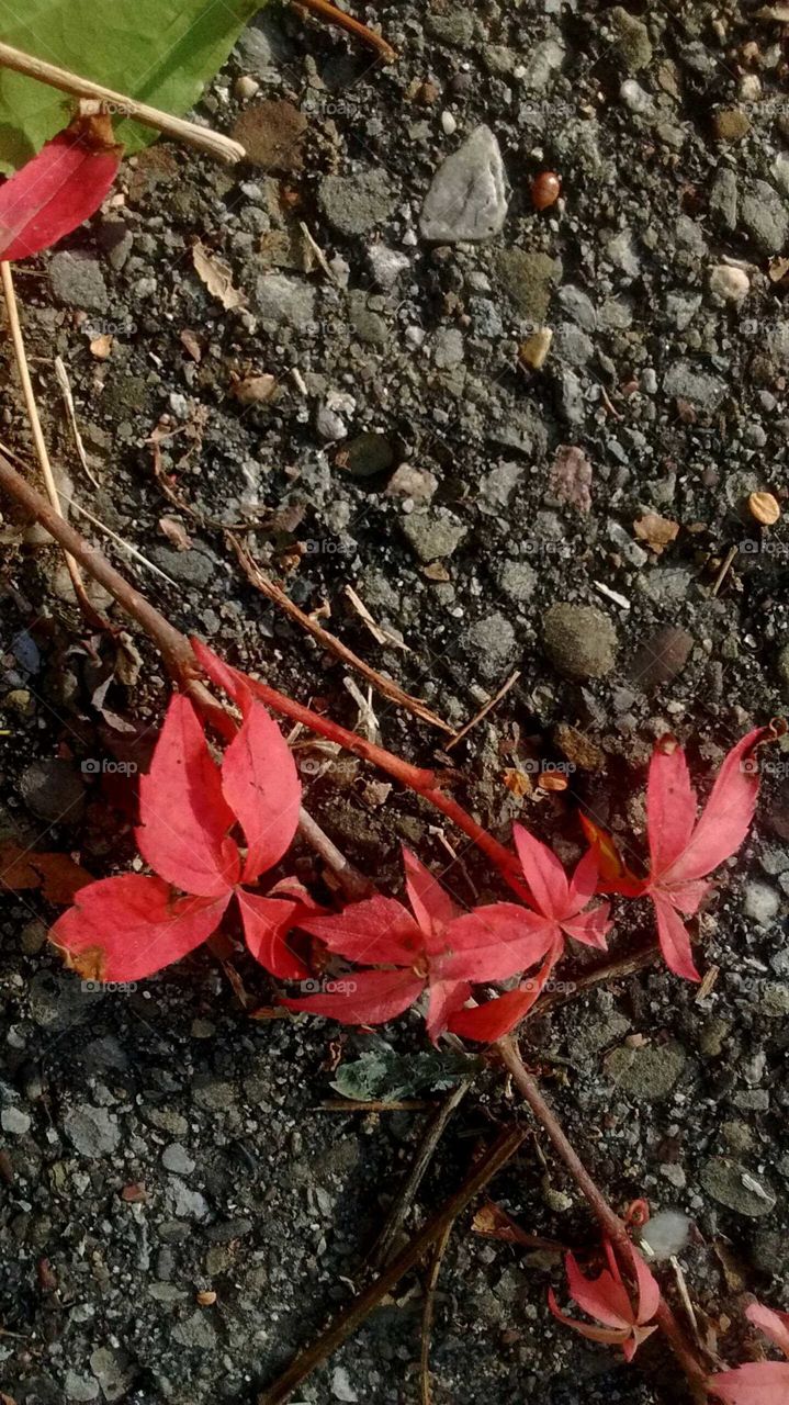 Virginia creeper growing on the pavement