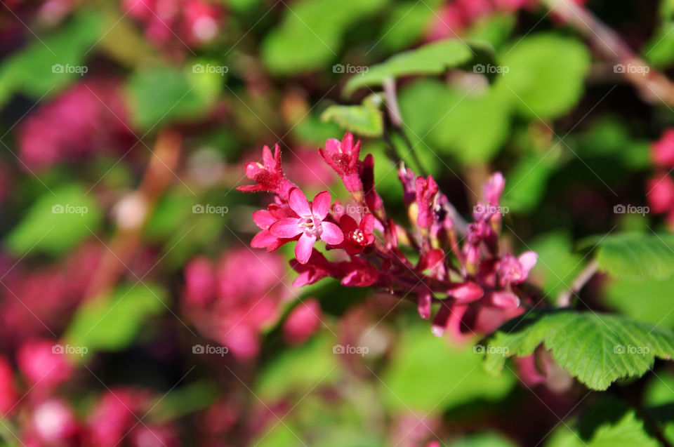 bright blossom. green