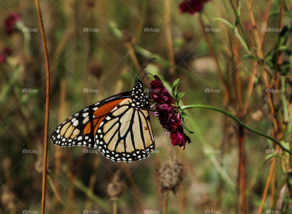 Monarch butterfly feeding on a purple flower at the butterfly sanctuary at Natural Bridges state Park in Santa Cruz California 