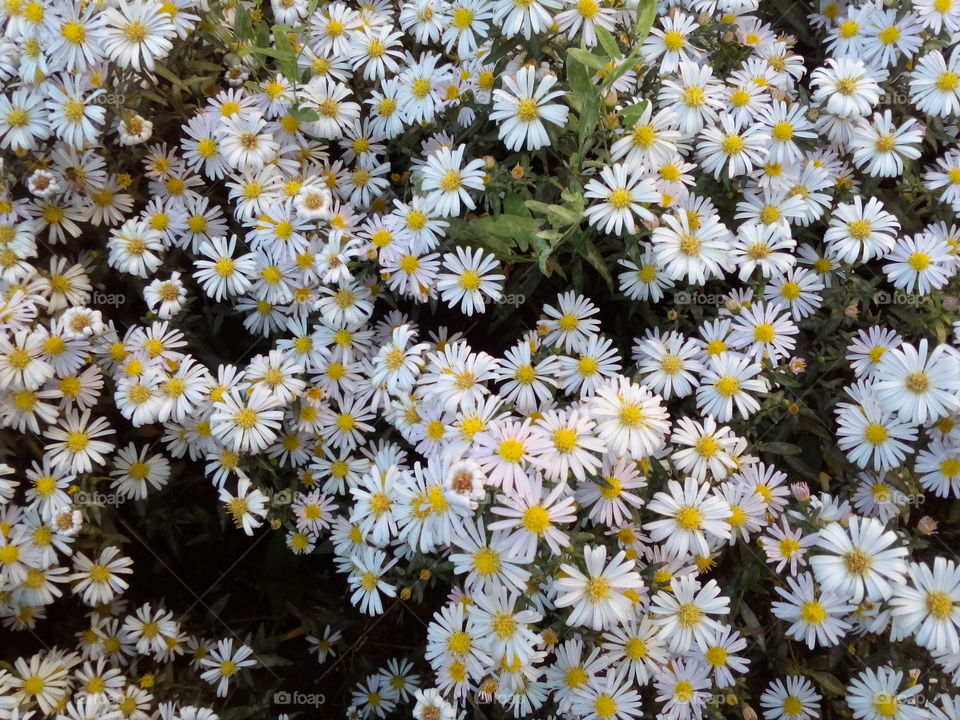 beautiful  flowers