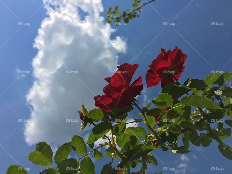 Leaf, Nature, Flower, Summer, Flora