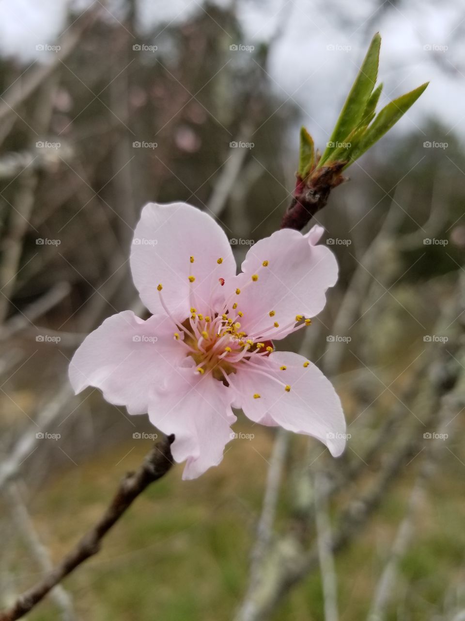 Peach tree blossoms