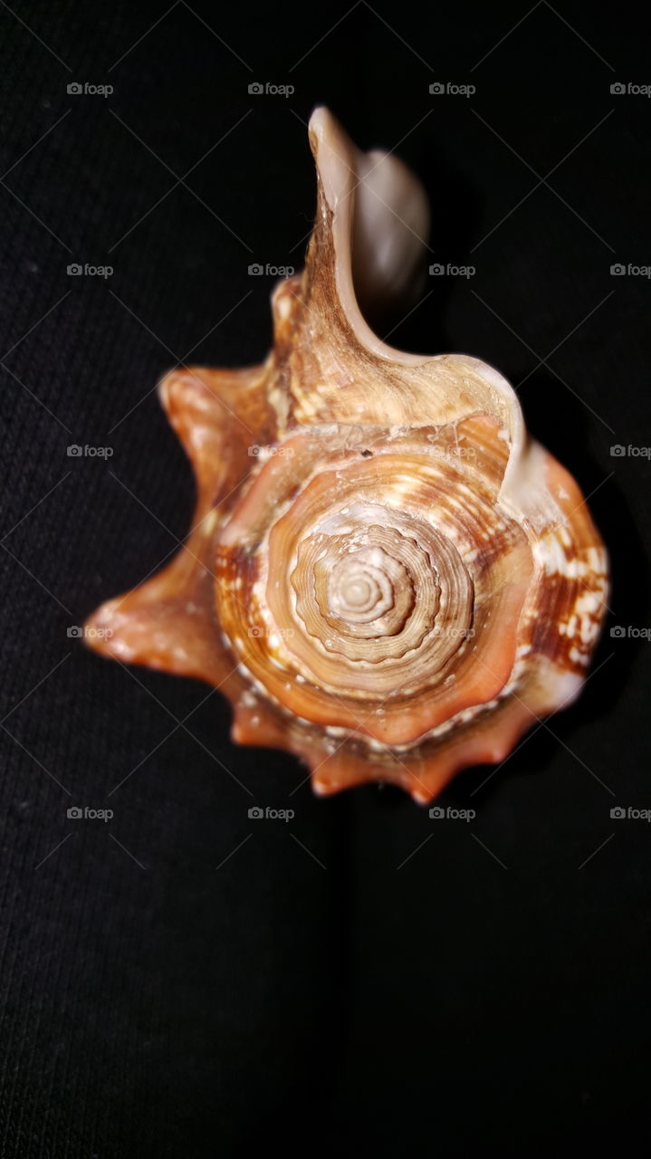 Shell. from jamaica