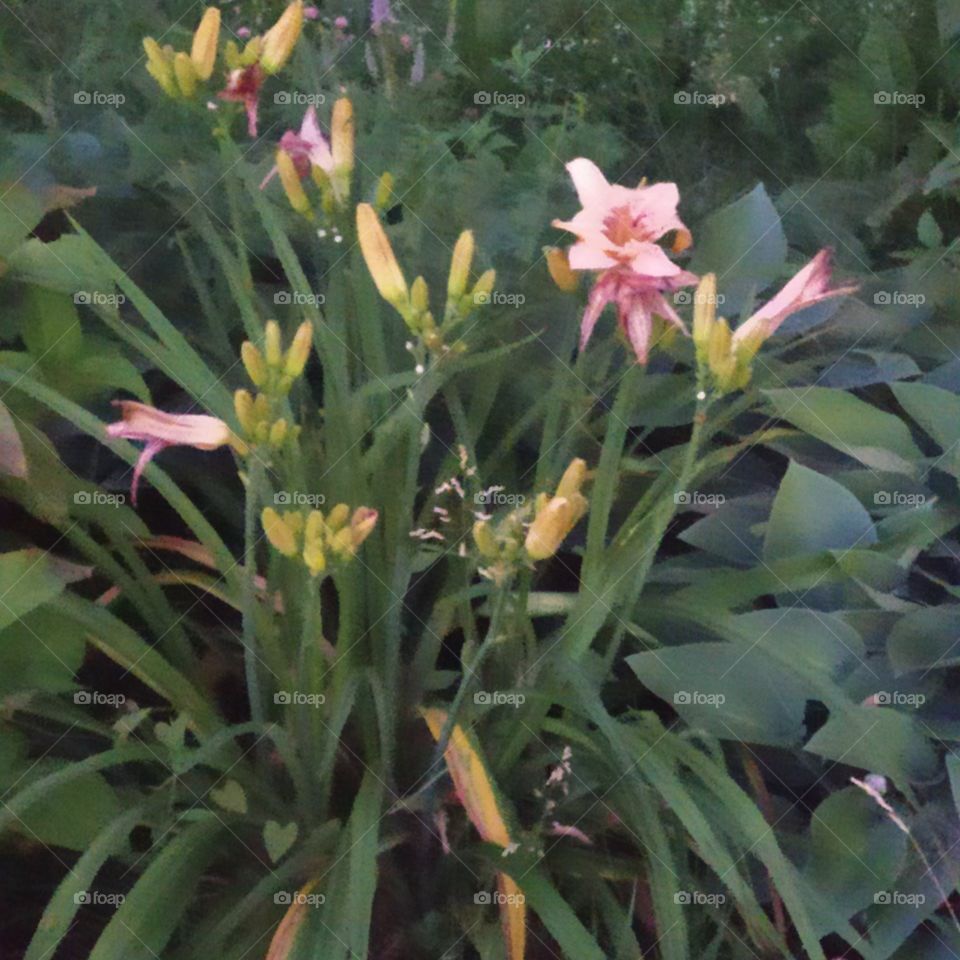 Kalanchoe is usually a disease-resistant flower, but sometimes due to improper care, it can cause adverse events, such as various diseases