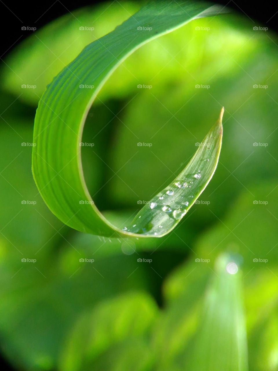 raindrops on the leaves